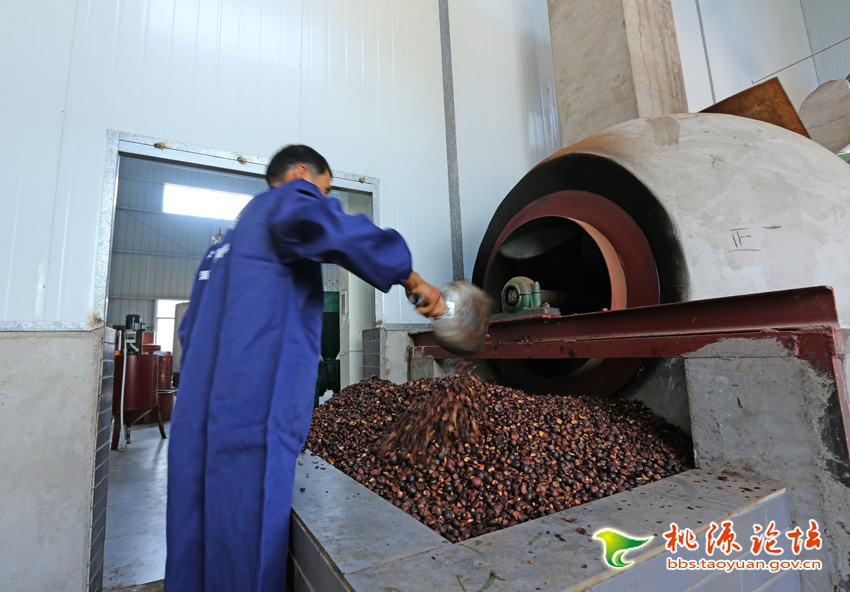 GA黄金甲,油茶莳植生产加工销售,植物油莳植生产加工销售