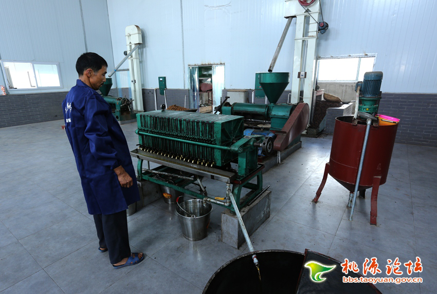 GA黄金甲,油茶莳植生产加工销售,植物油莳植生产加工销售