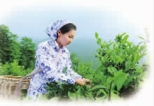 GA黄金甲,油茶莳植生产加工销售,植物油莳植生产加工销售